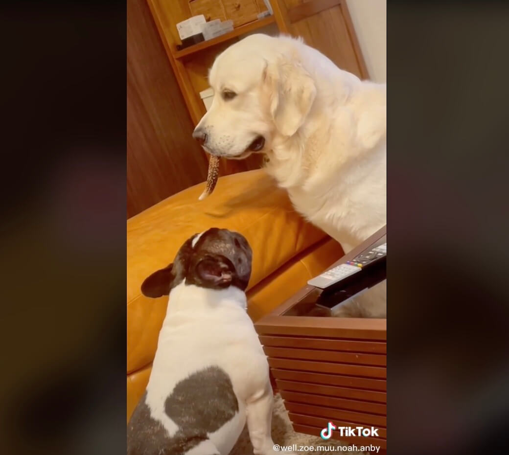 ゴールデンレトリーバー,動画