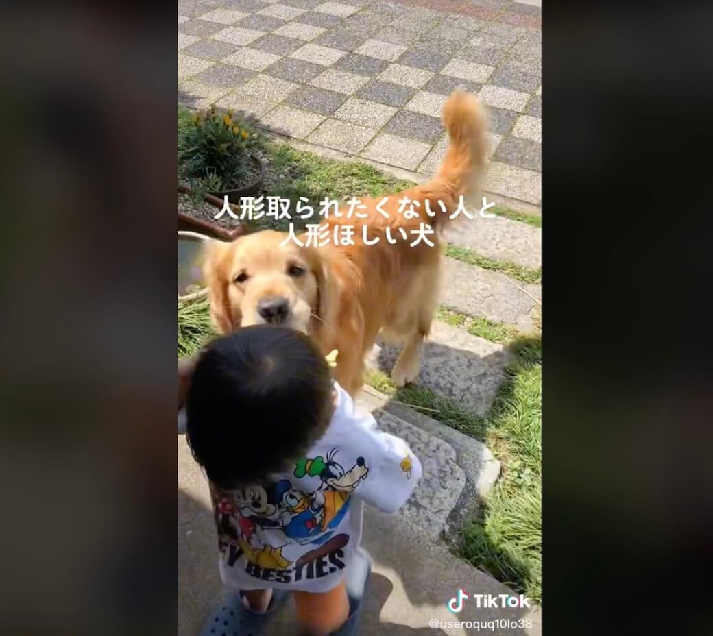 ゴールデンレトリーバー,動画