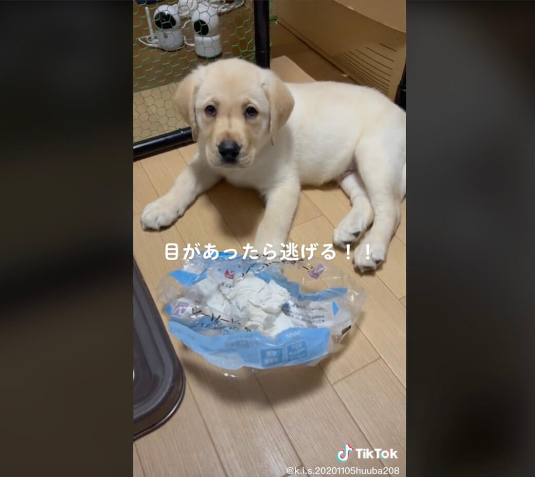 ラブラドールレトリーバー,動画