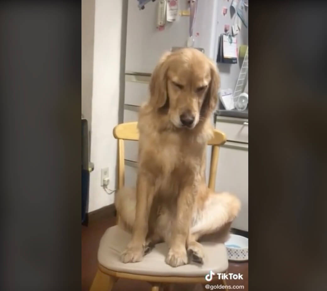 ゴールデンレトリーバー,動画