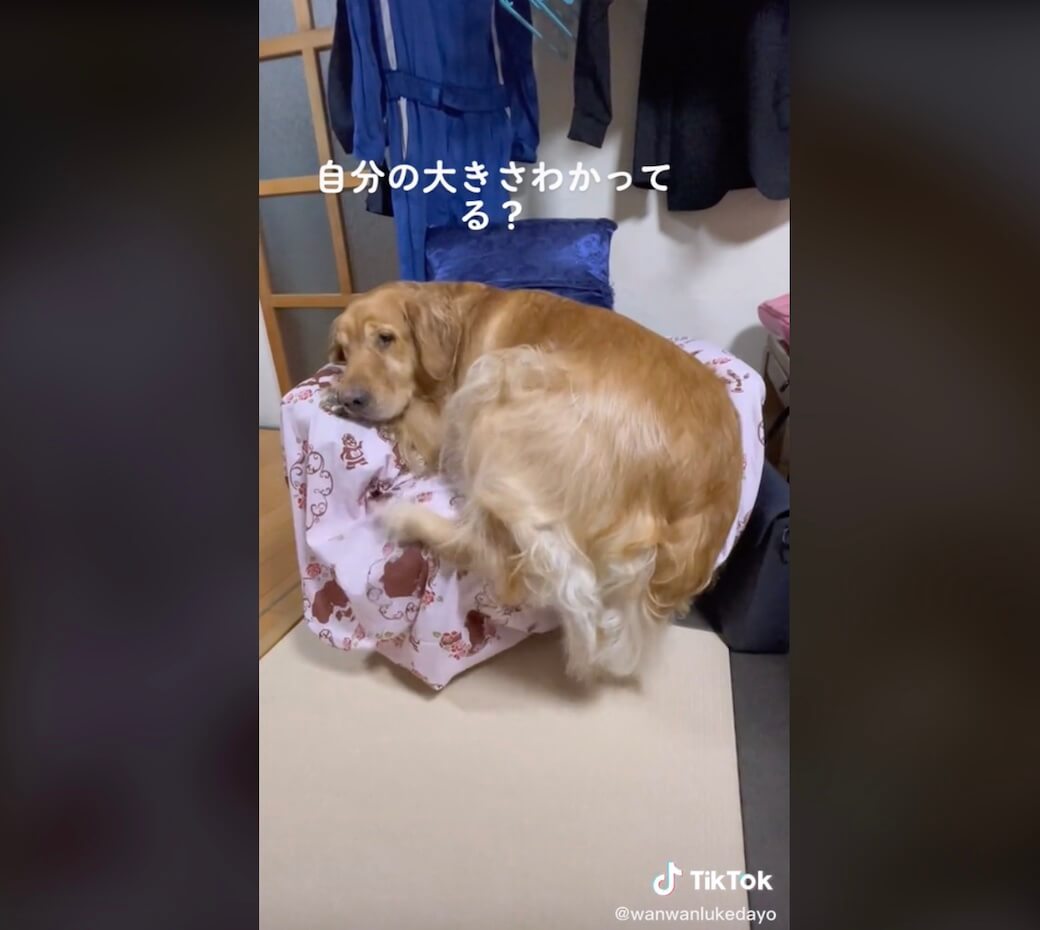 ゴールデンレトリーバー,動画