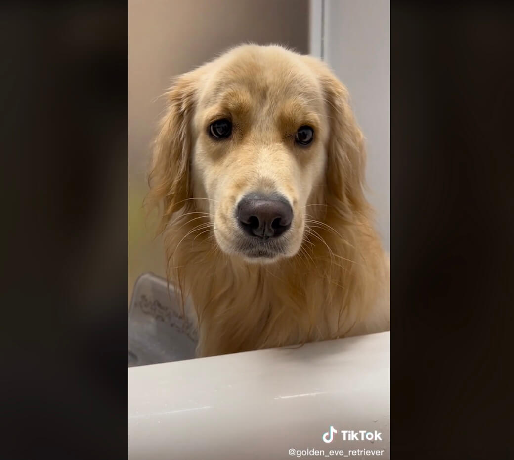 ゴールデンレトリーバー,動画