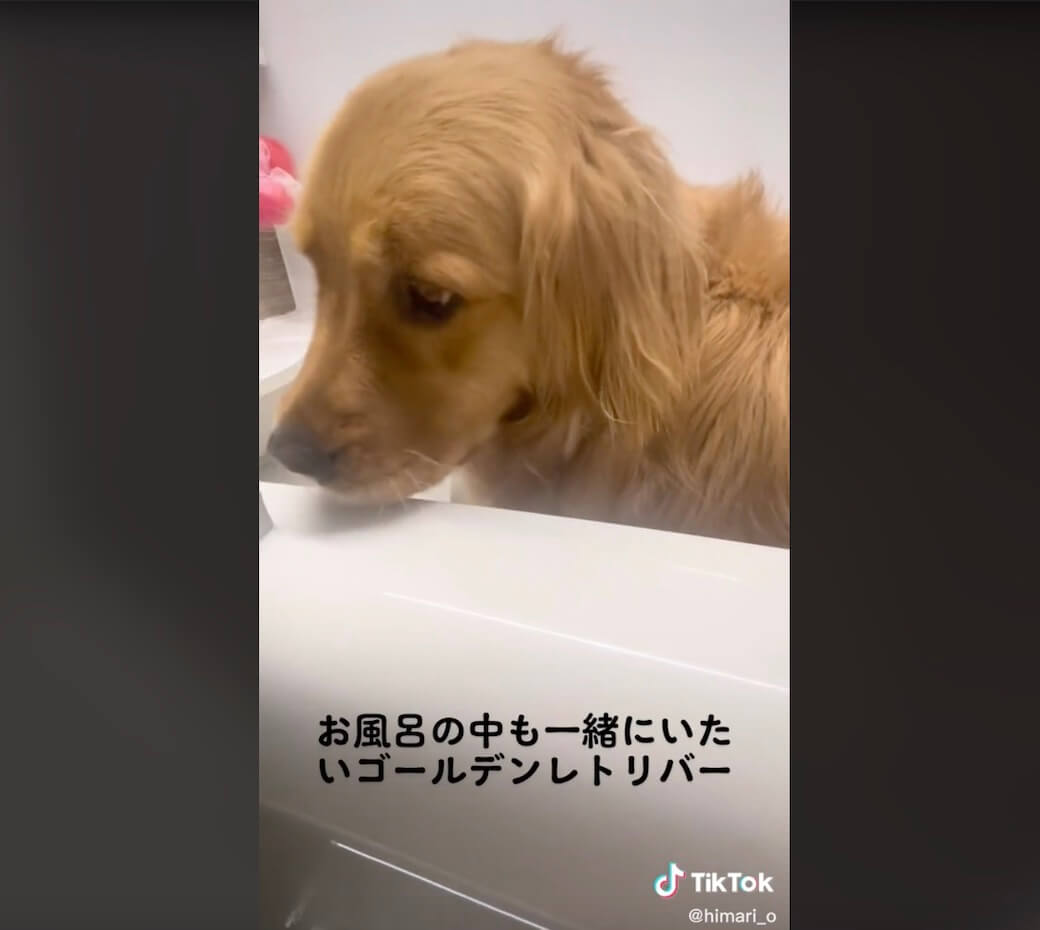 ゴールデンレトリーバー,動画