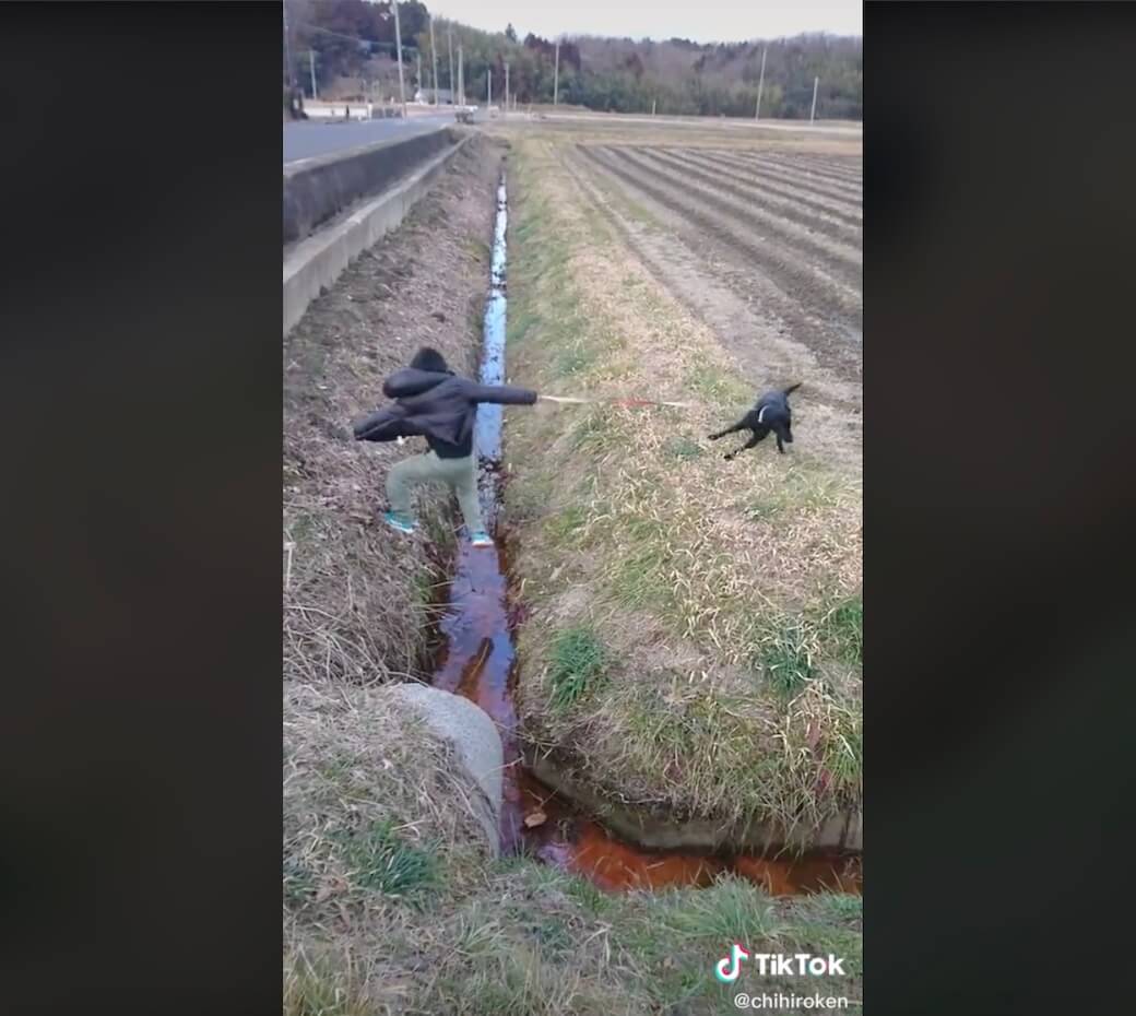 ラブラドールレトリーバー,動画