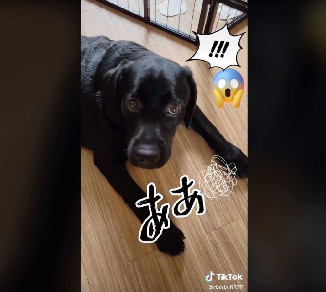 ラブラドールレトリーバー,動画