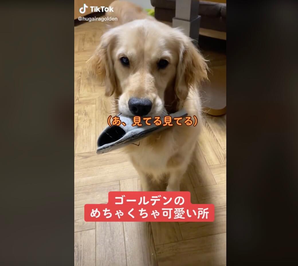 ゴールデンレトリーバー,動画