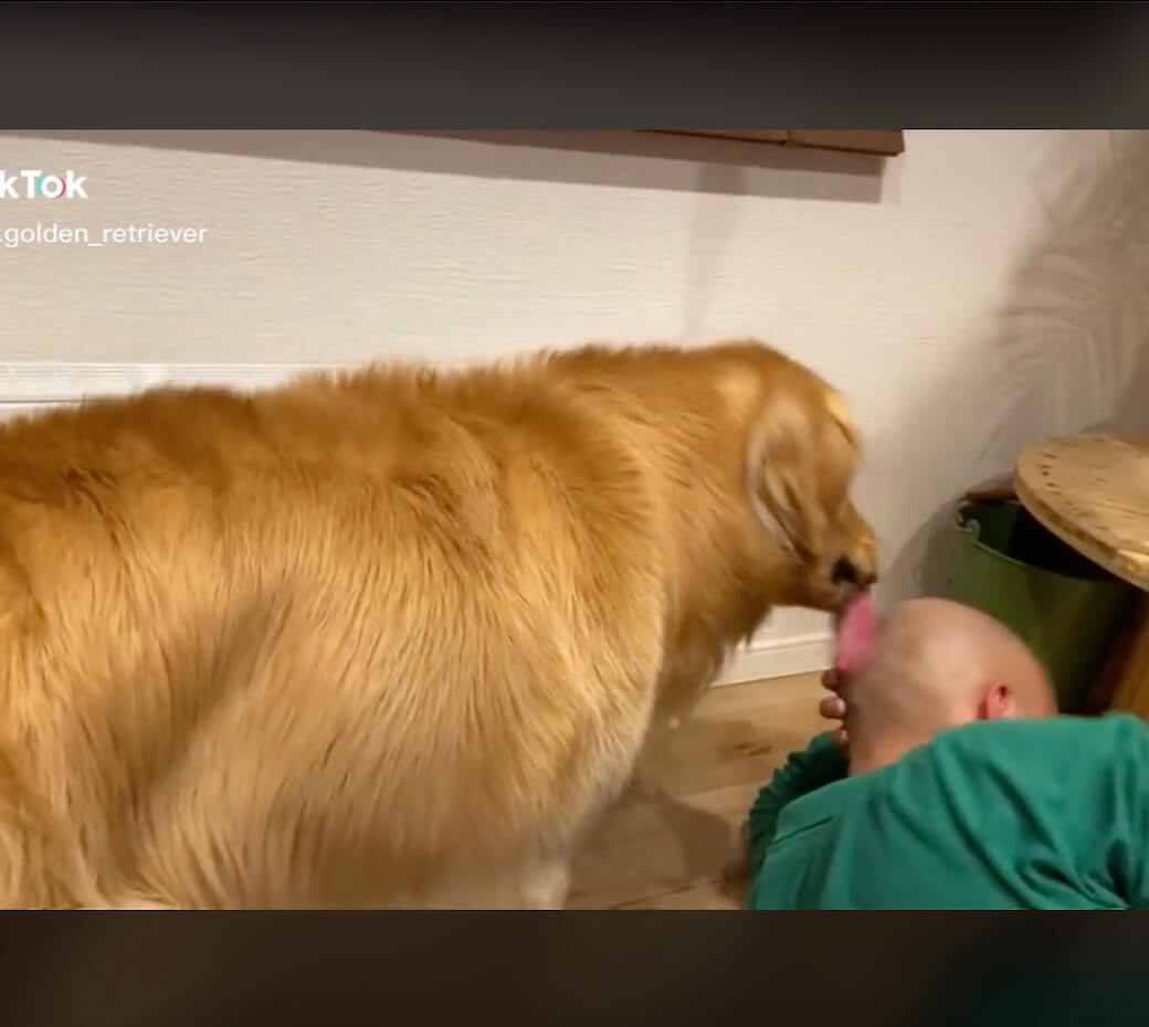 ゴールデンレトリーバー,動画