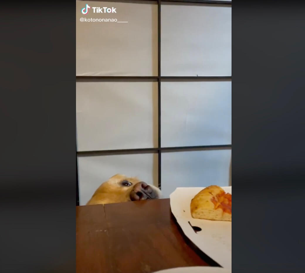 ゴールデンレトリーバー,動画