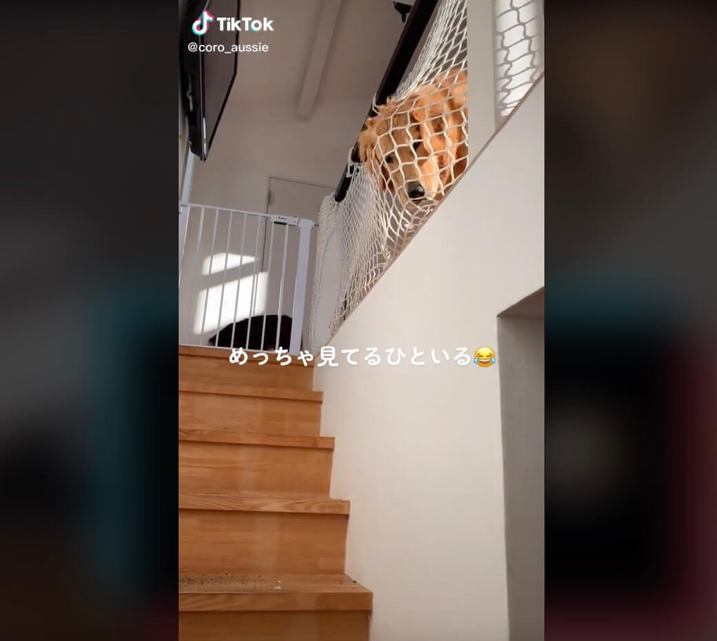 ゴールデンレトリーバー,動画