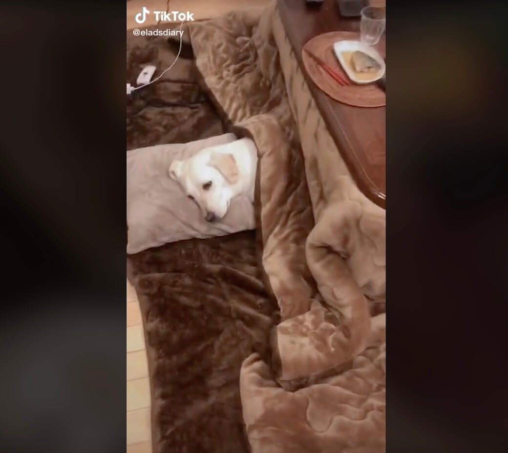 ラブラドールレトリーバー,動画