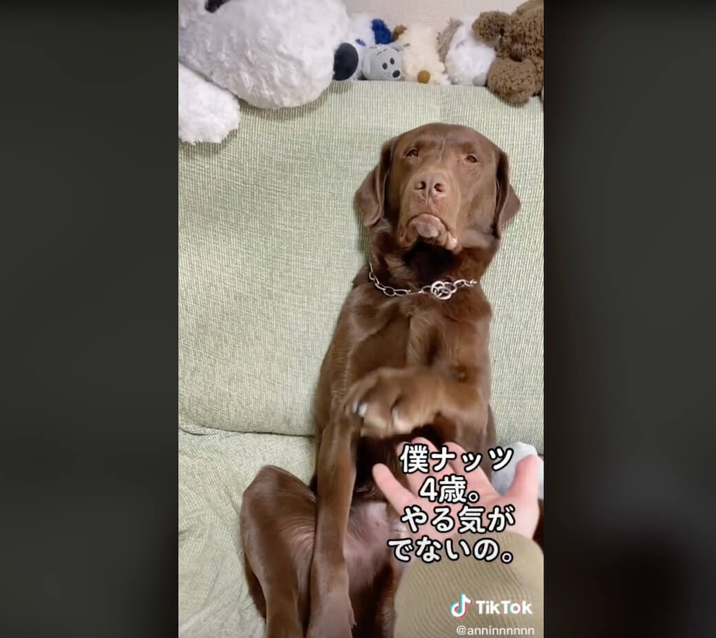 ラブラドールレトリーバー,動画