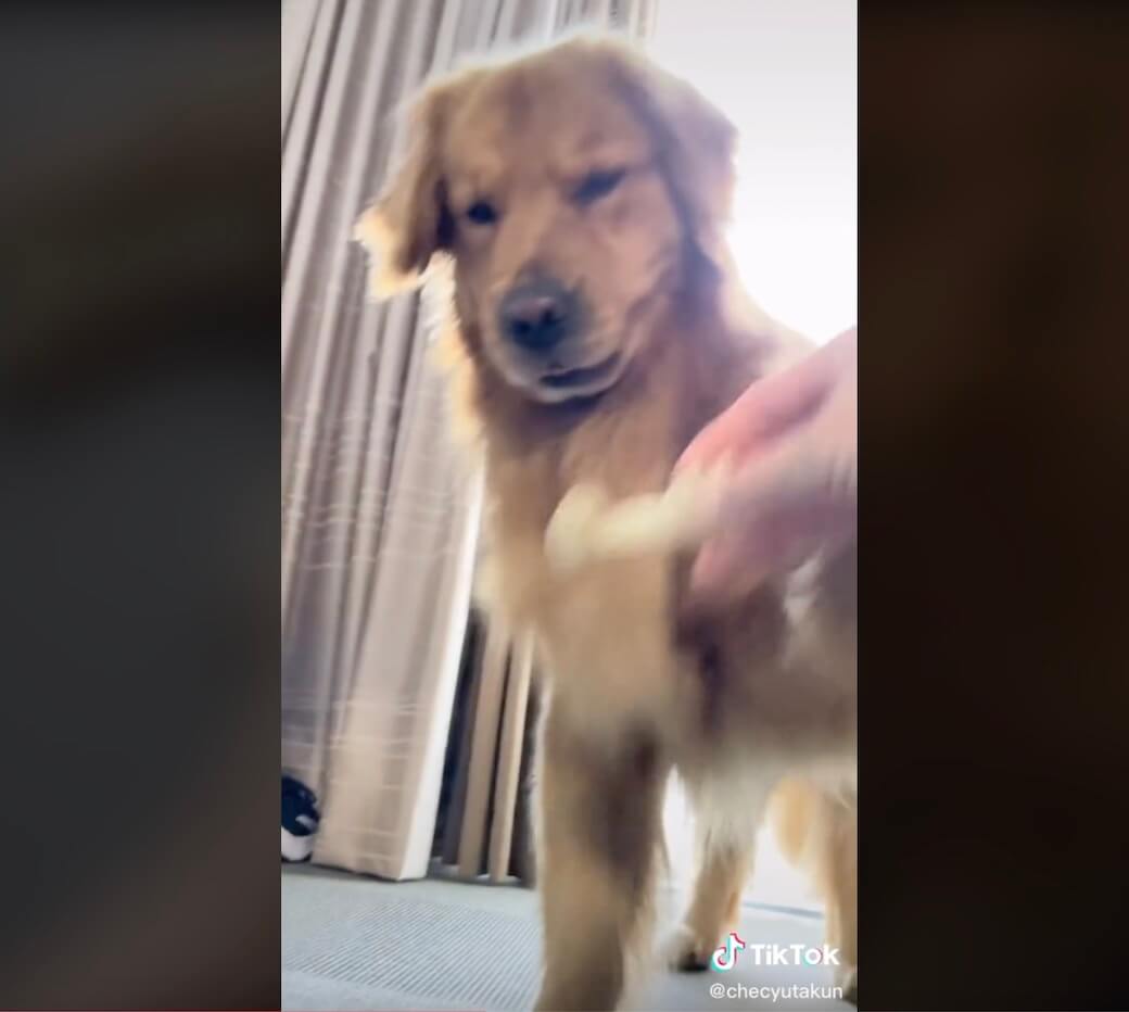 ゴールデンレトリーバー,動画