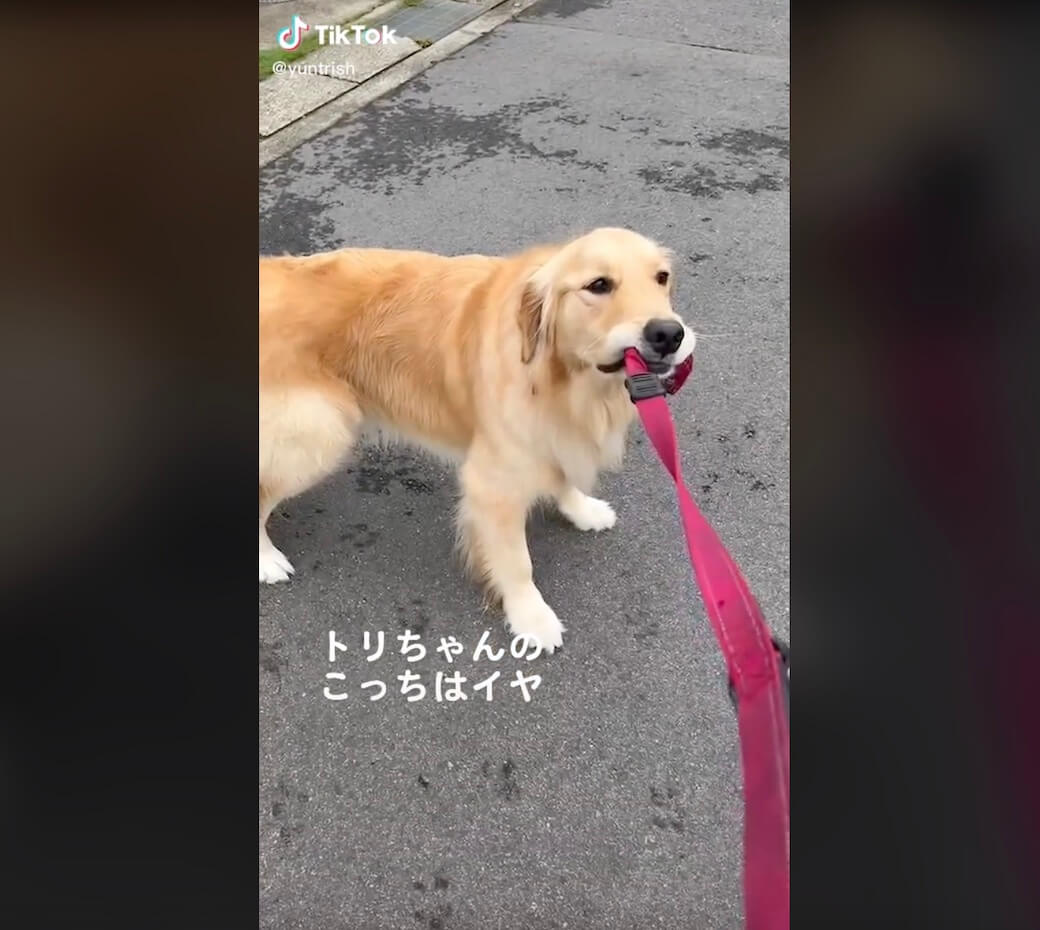 ゴールデンレトリーバー,動画