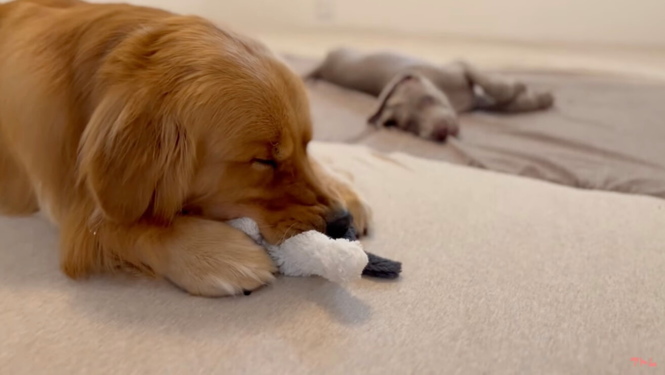 ゴールデンレトリーバー,動画