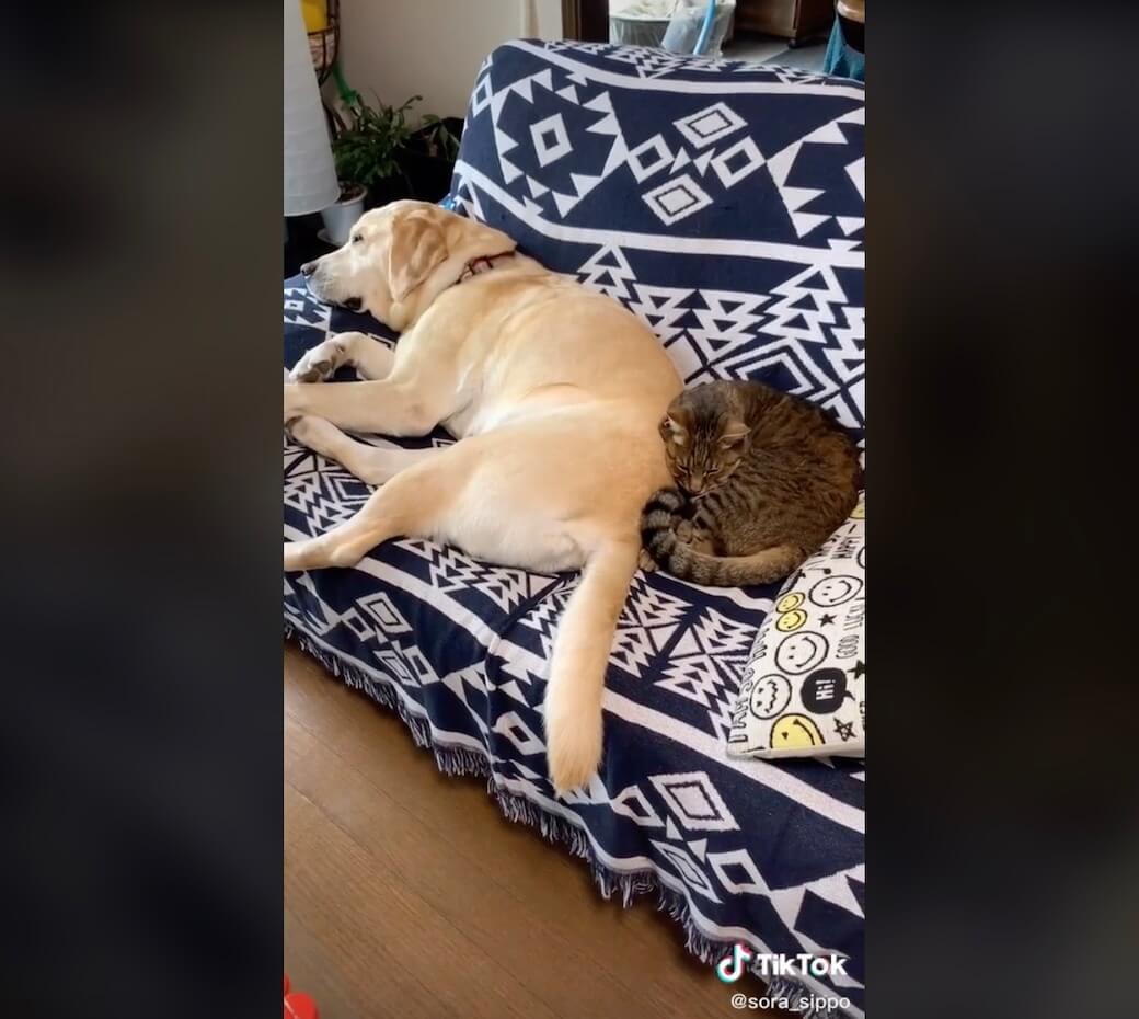 ラブラドールレトリーバー,動画