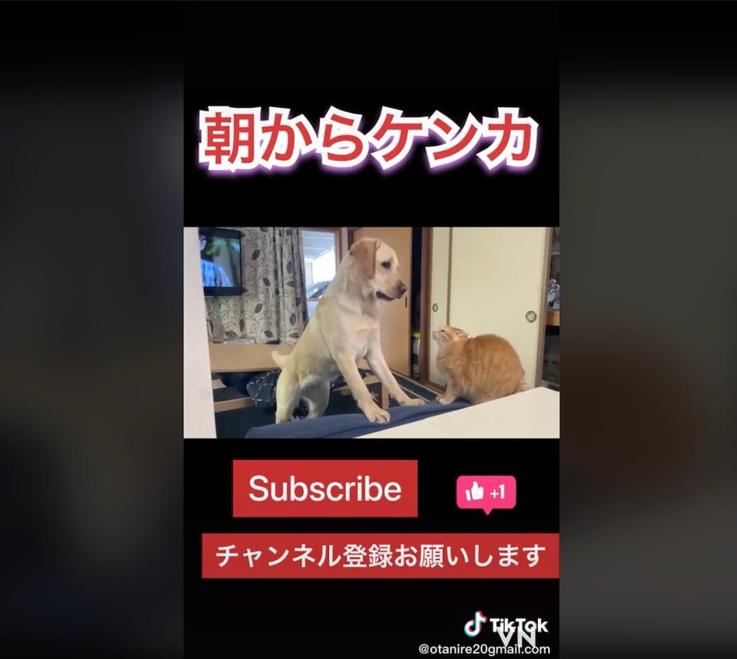 ラブラドールレトリーバー,動画