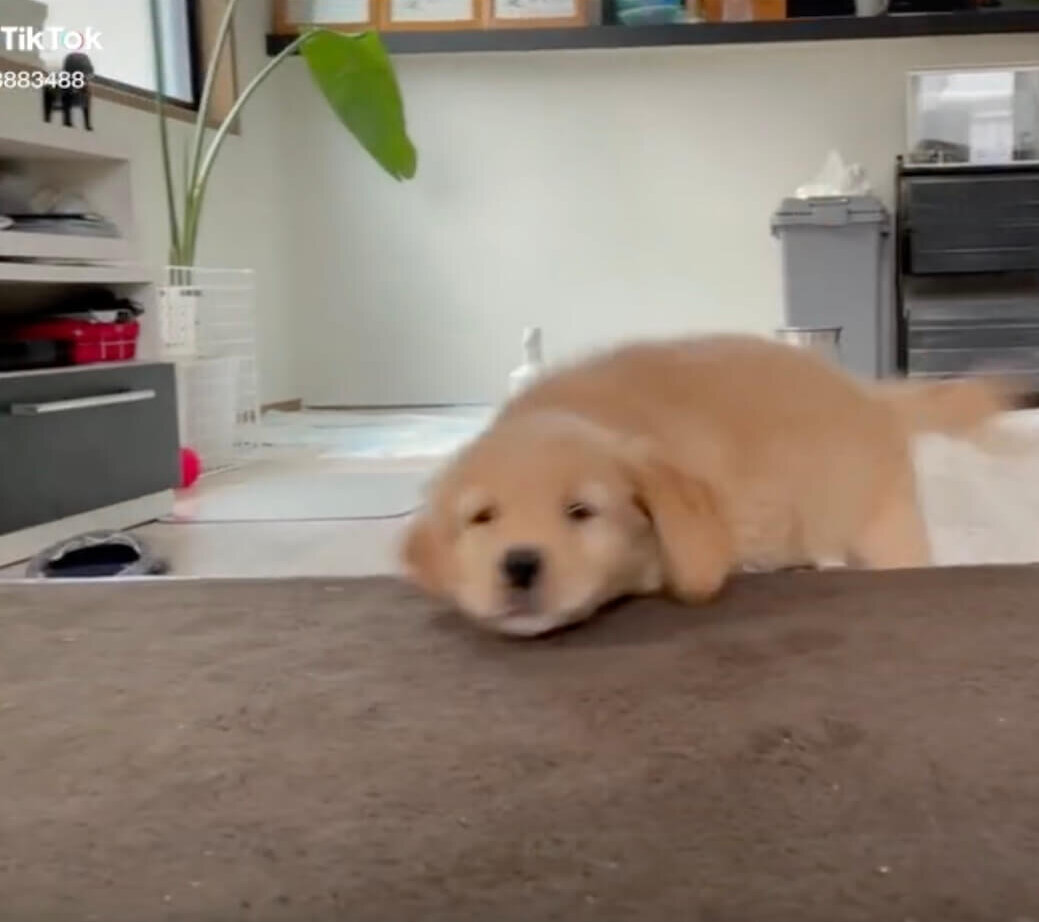 ゴールデンレトリーバー,動画