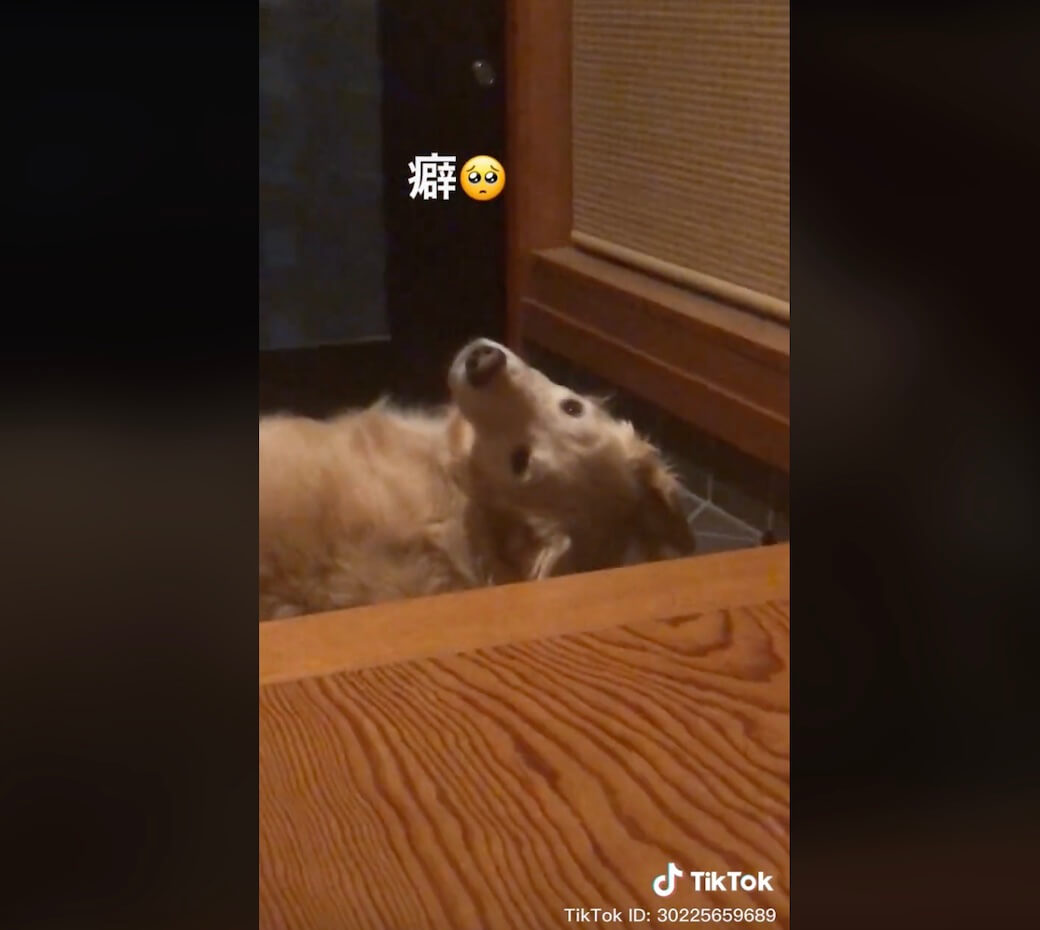 ゴールデンレトリーバー,動画