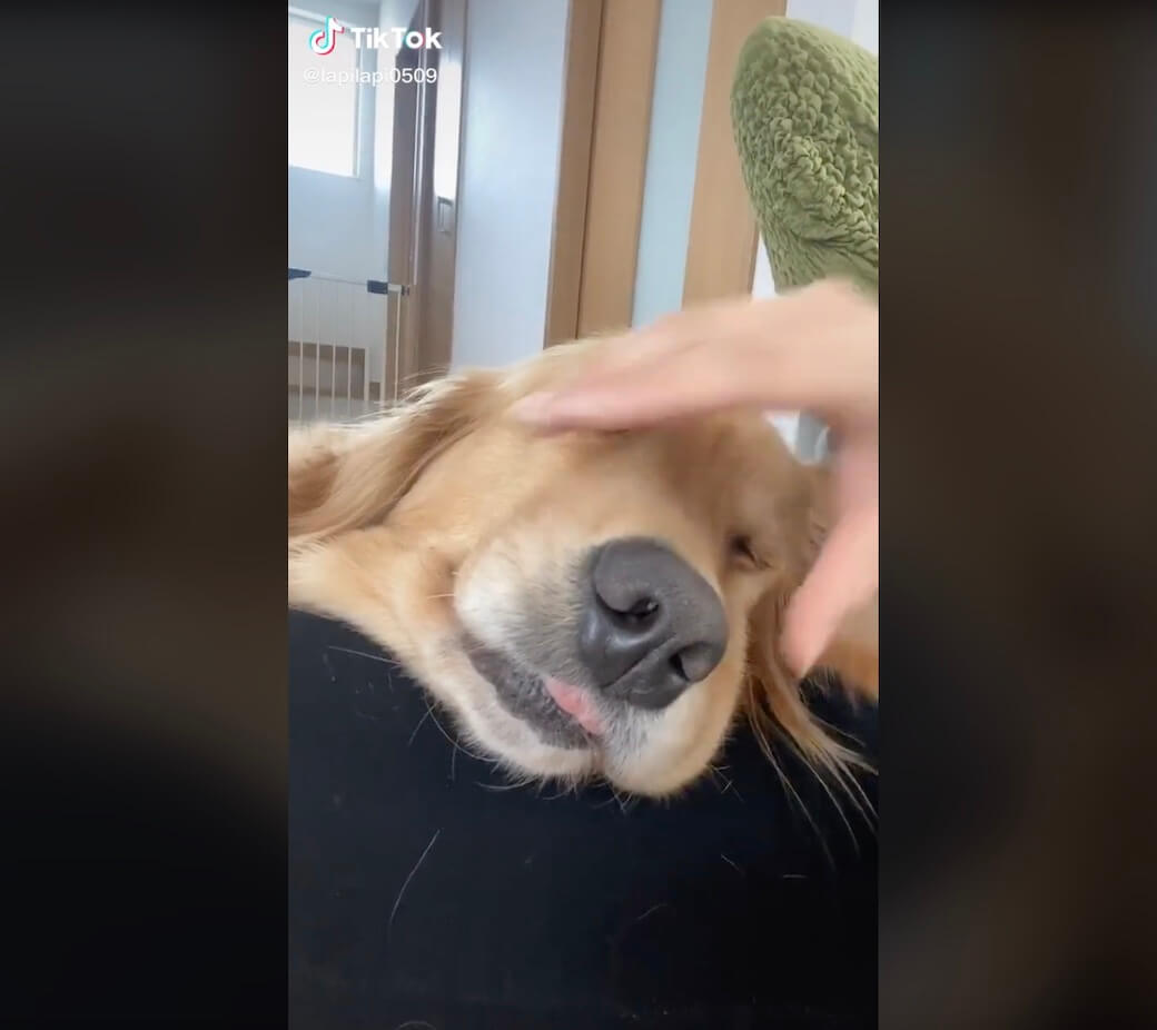 ゴールデンレトリーバー,動画