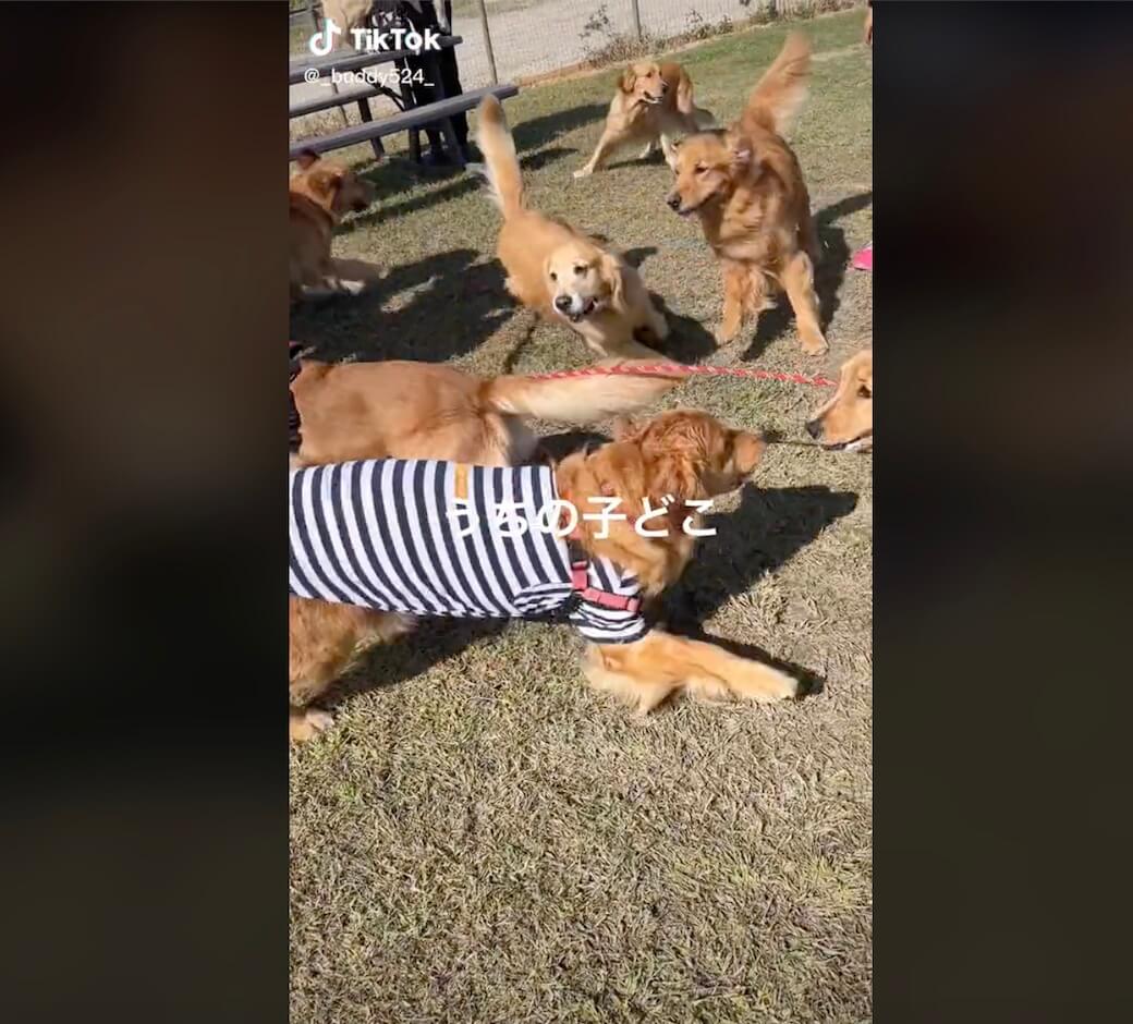 ゴールデンレトリーバー,動画