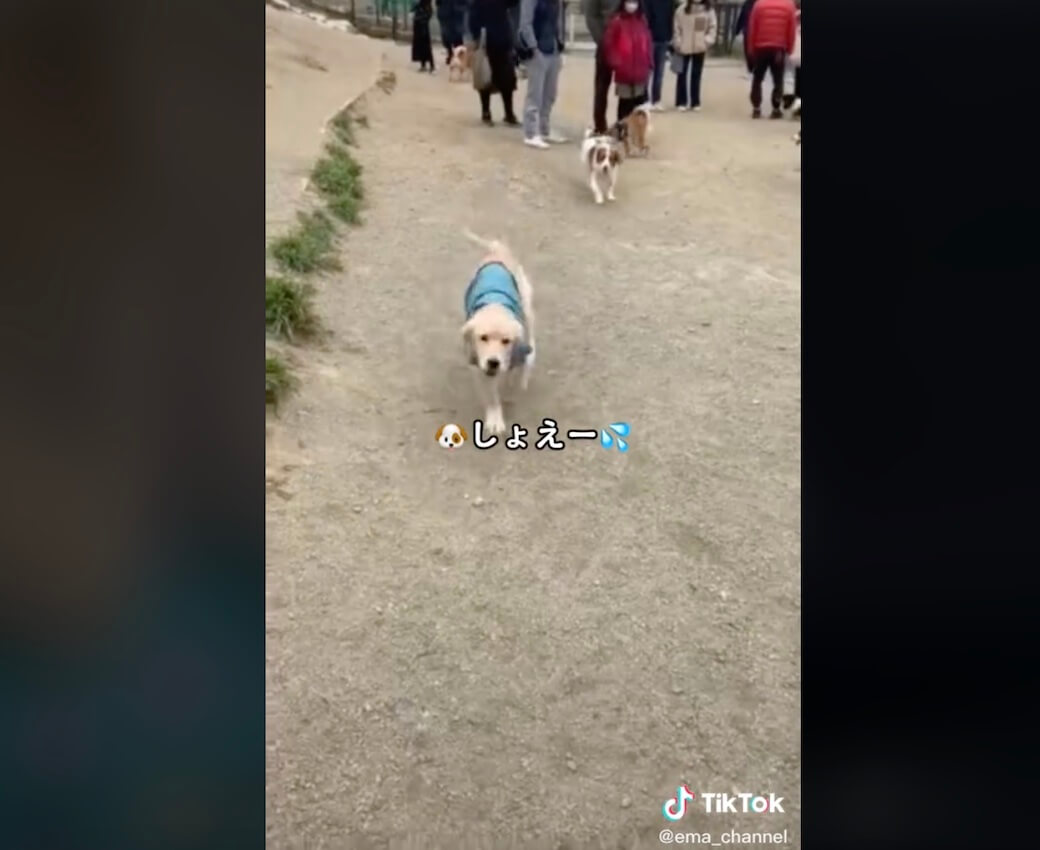 ゴールデンレトリーバー,動画