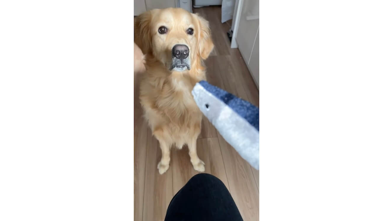 ゴールデンレトリーバー,動画