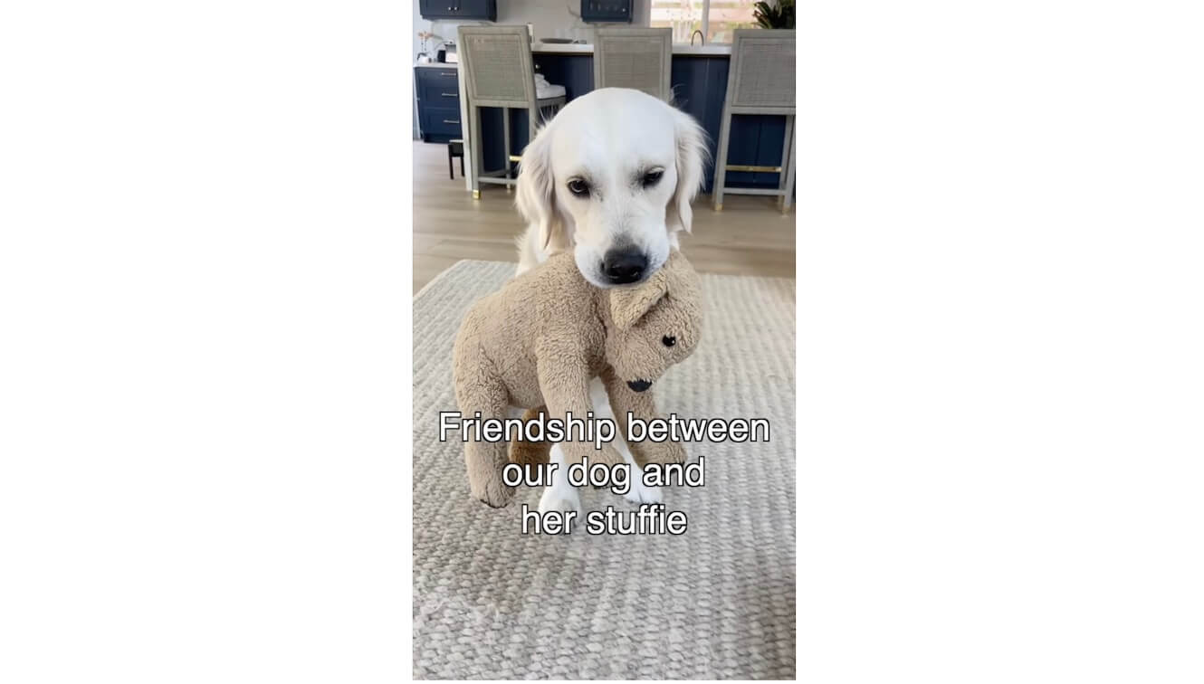 ゴールデンレトリーバー,動画