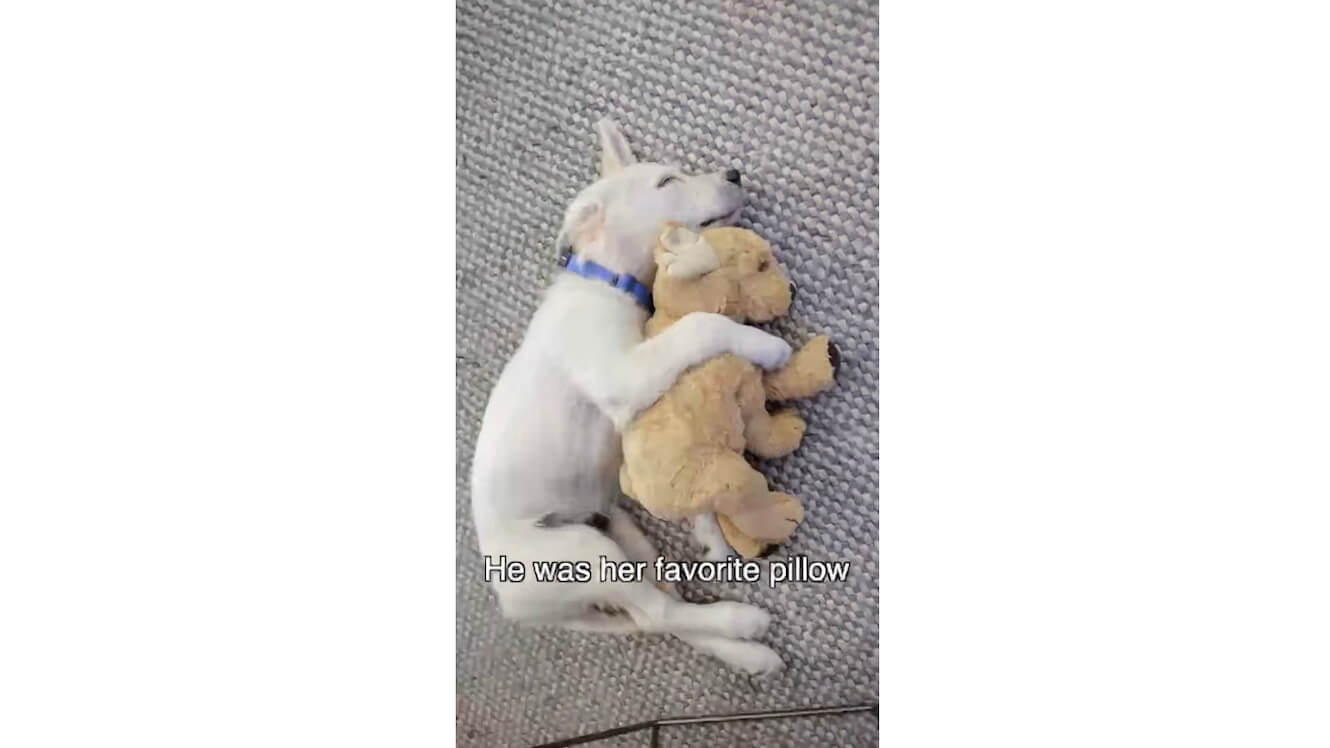 ゴールデンレトリーバー,動画