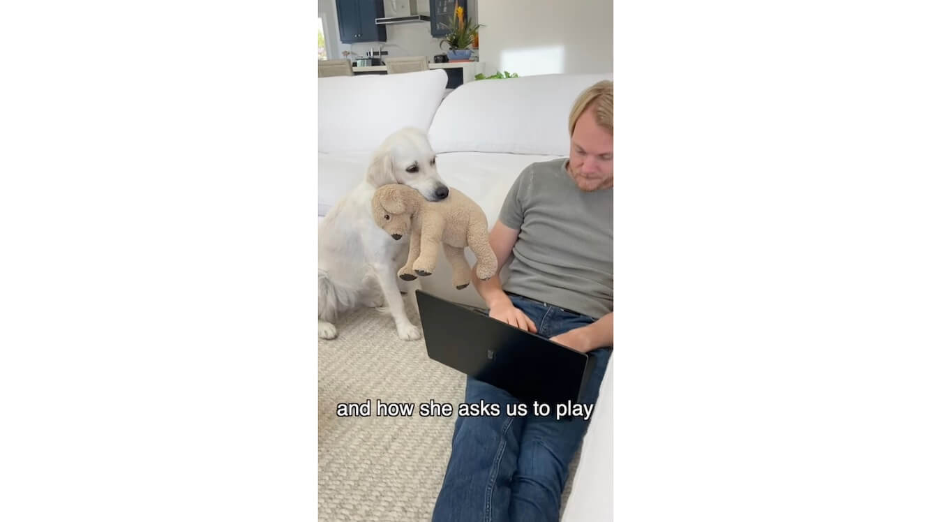 ゴールデンレトリーバー,動画