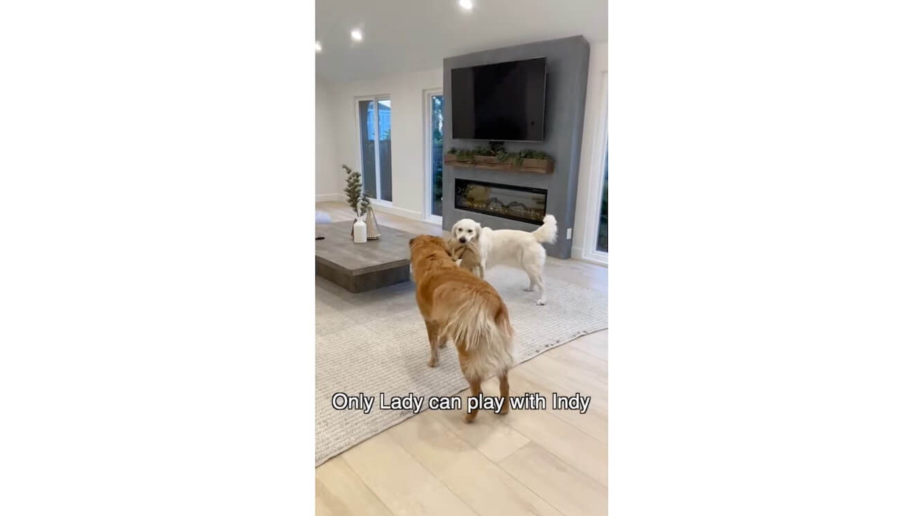 ゴールデンレトリーバー,動画