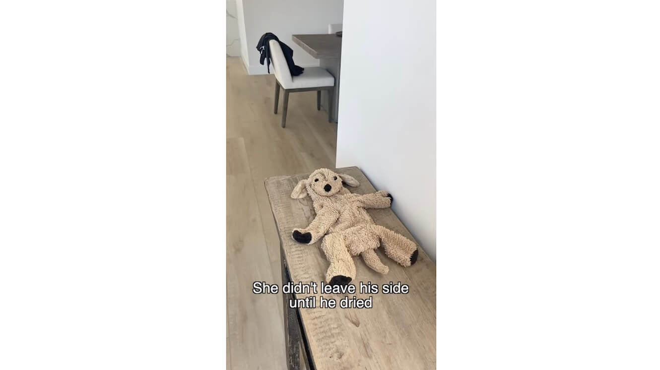 ゴールデンレトリーバー,動画