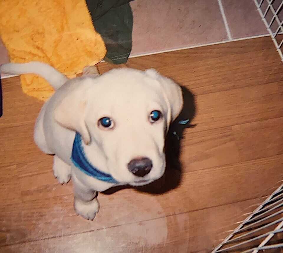 ラブラドールレトリバー