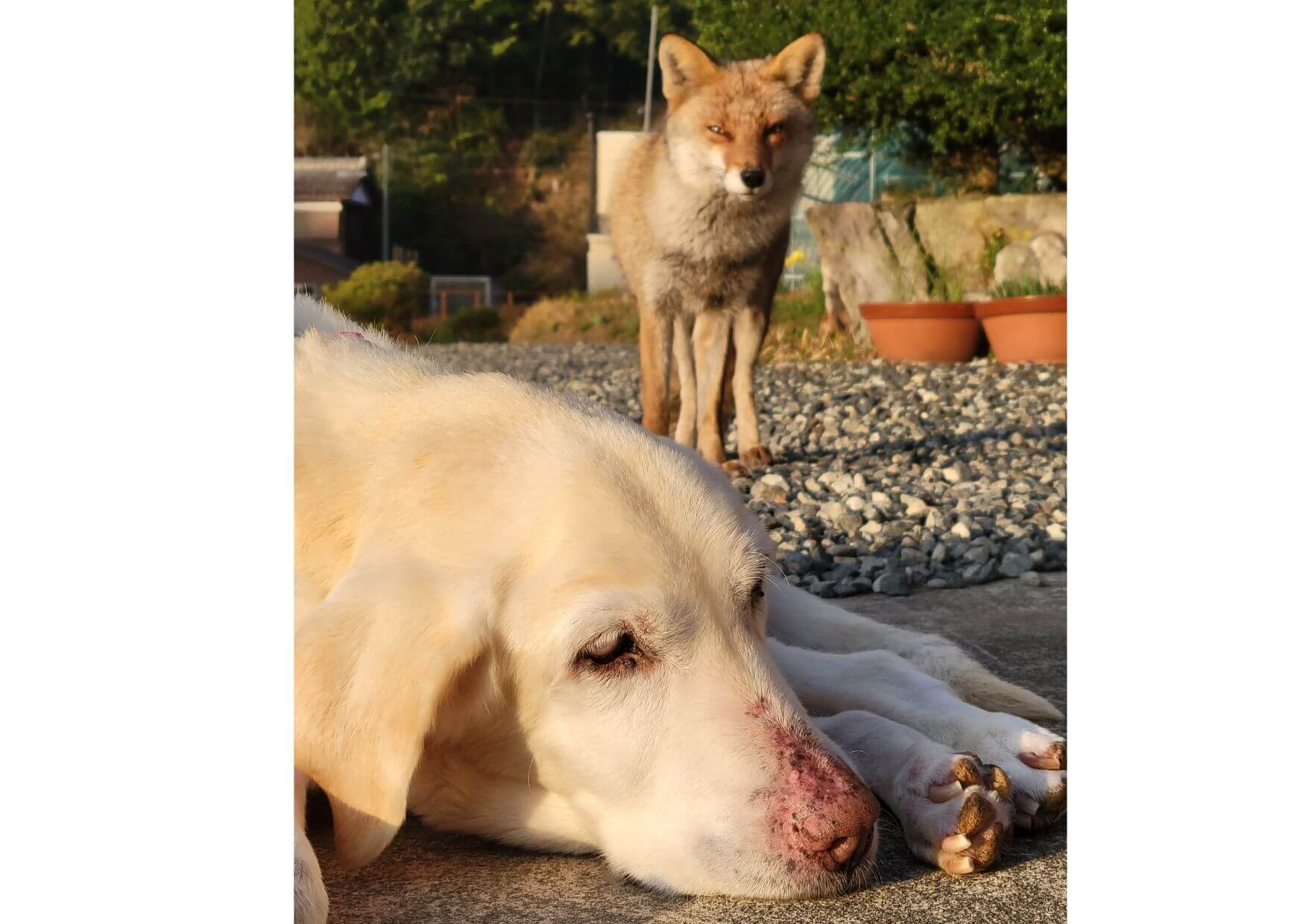 ラムちゃんとコンちゃん,ラブラドールとキツネ