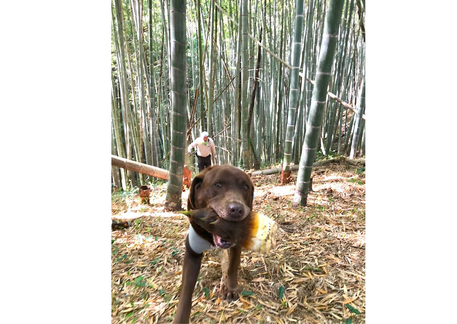 ラブラドールレトリバー