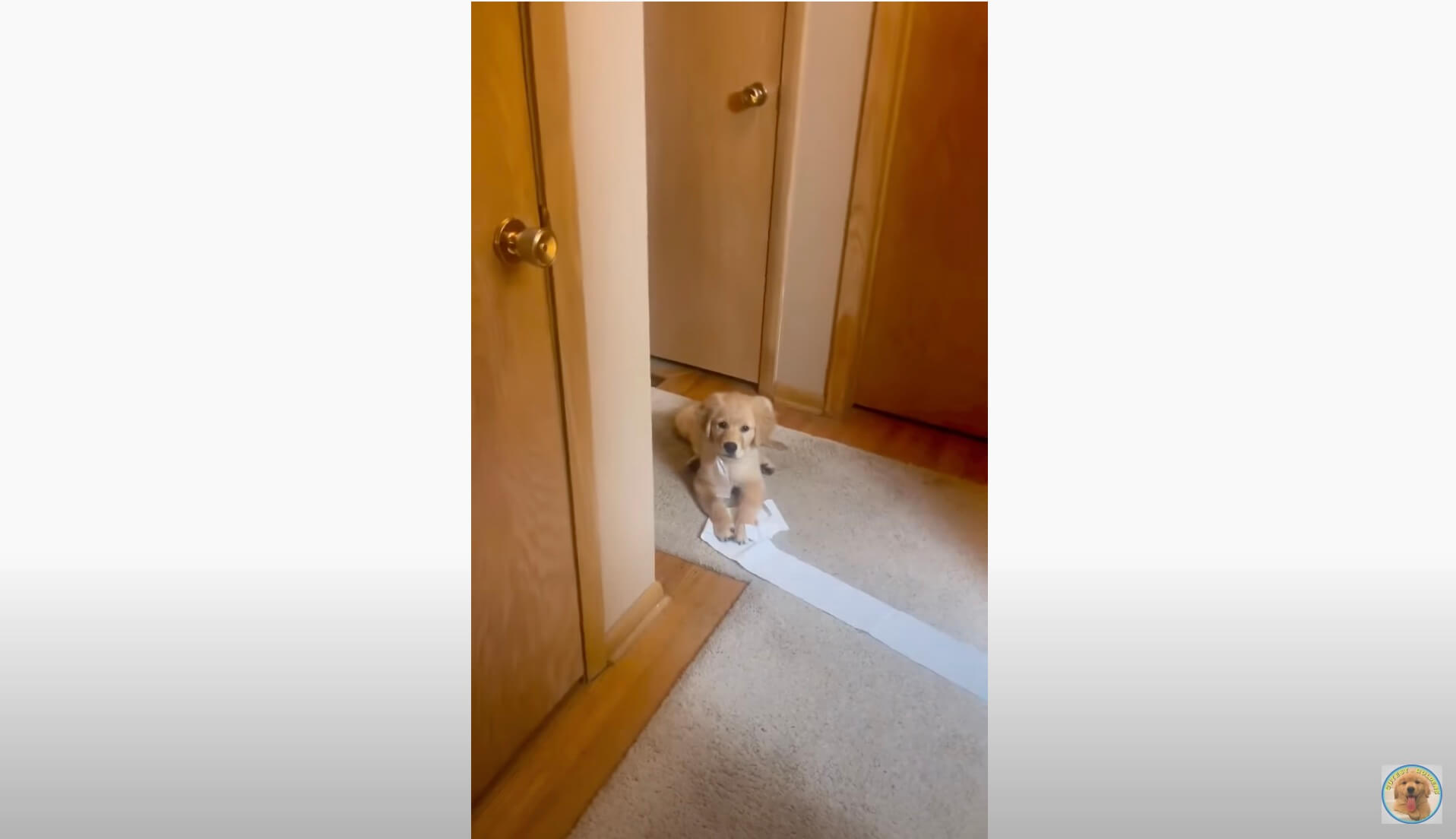 ゴールデンレトリーバー,動画