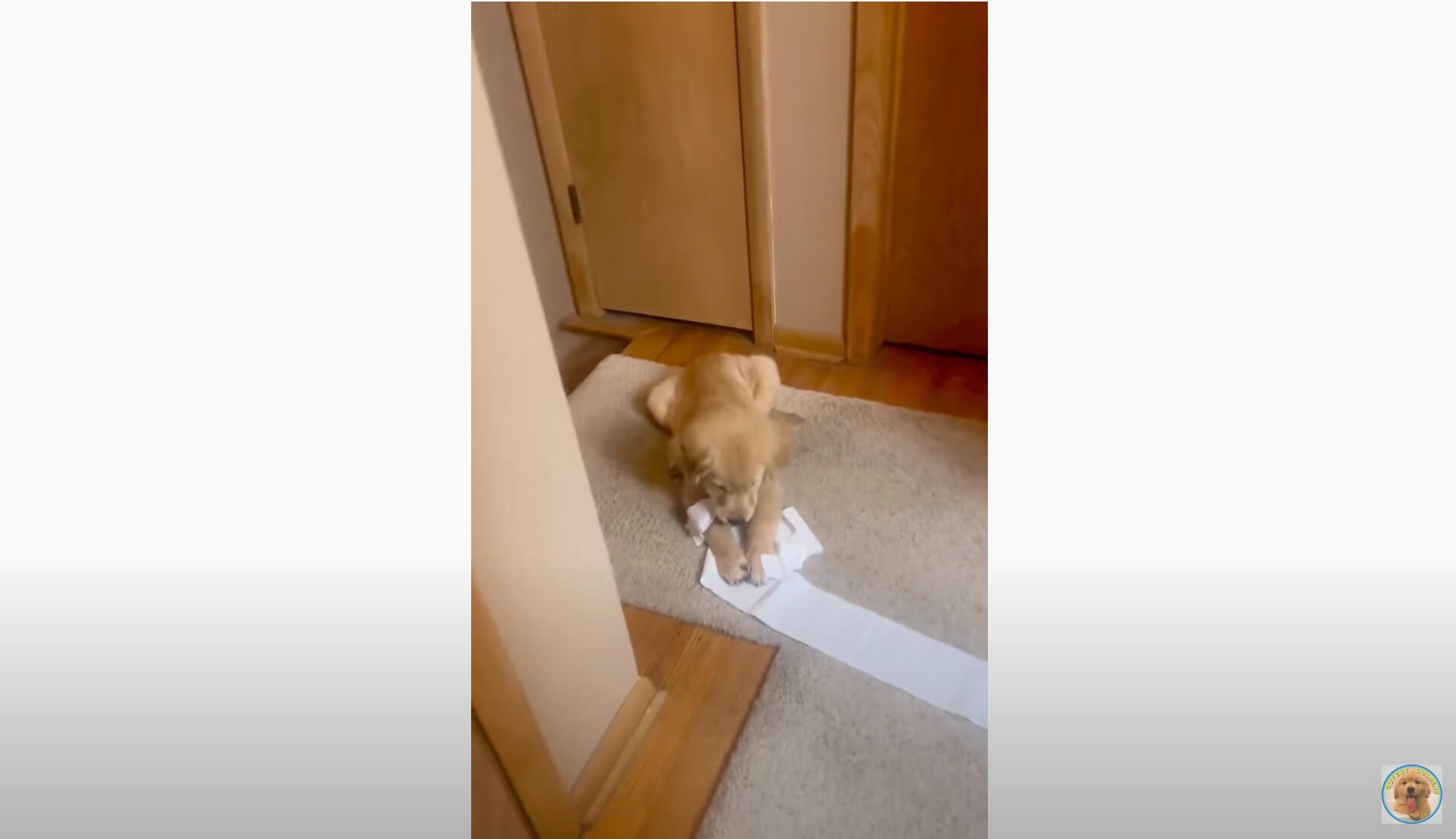 ゴールデンレトリーバー,動画