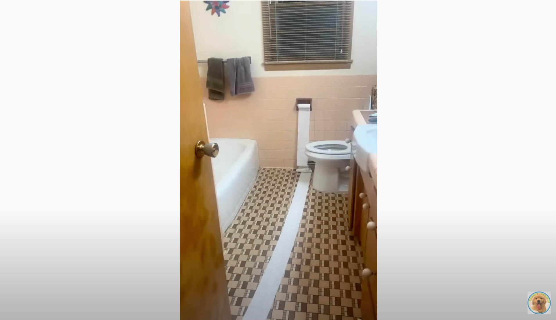 ゴールデンレトリーバー,動画