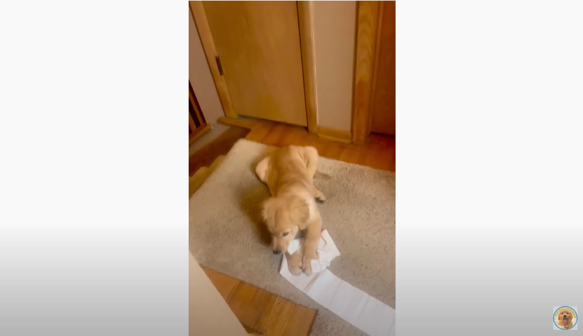 ゴールデンレトリーバー,動画