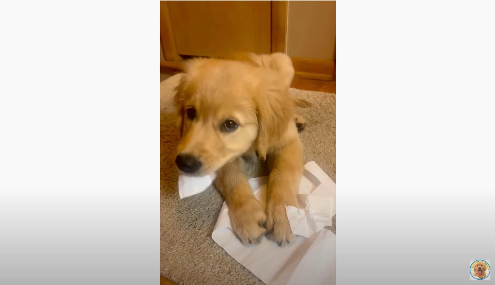 ゴールデンレトリーバー,動画