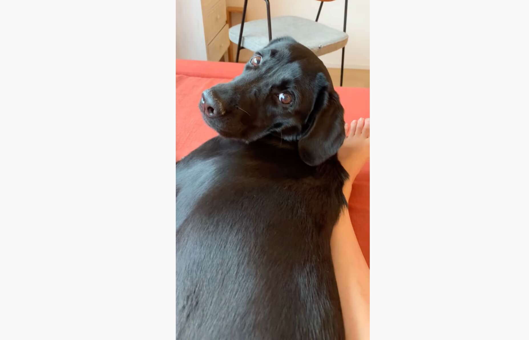 ラブラドールレトリーバー,動画