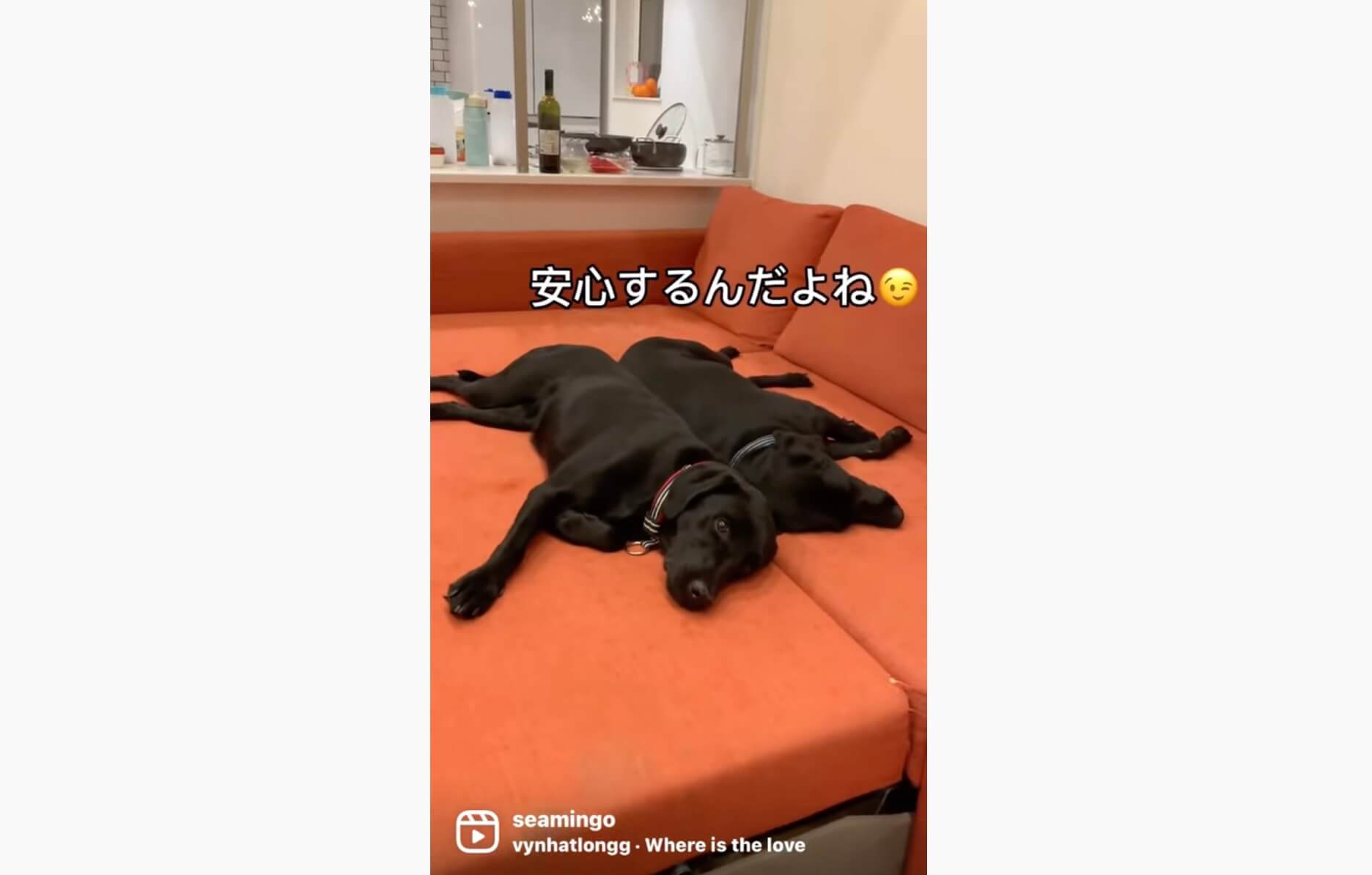 ラブラドールレトリーバー,動画