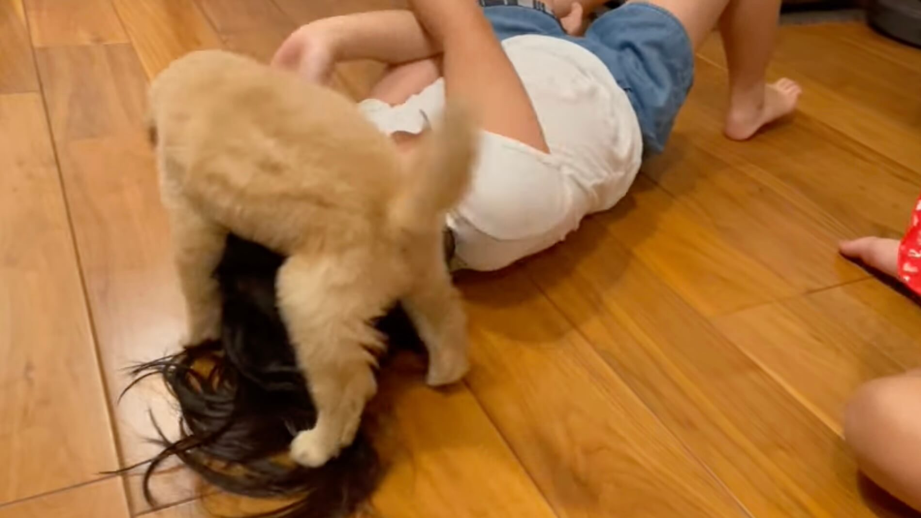 ゴールデンレトリーバー,動画