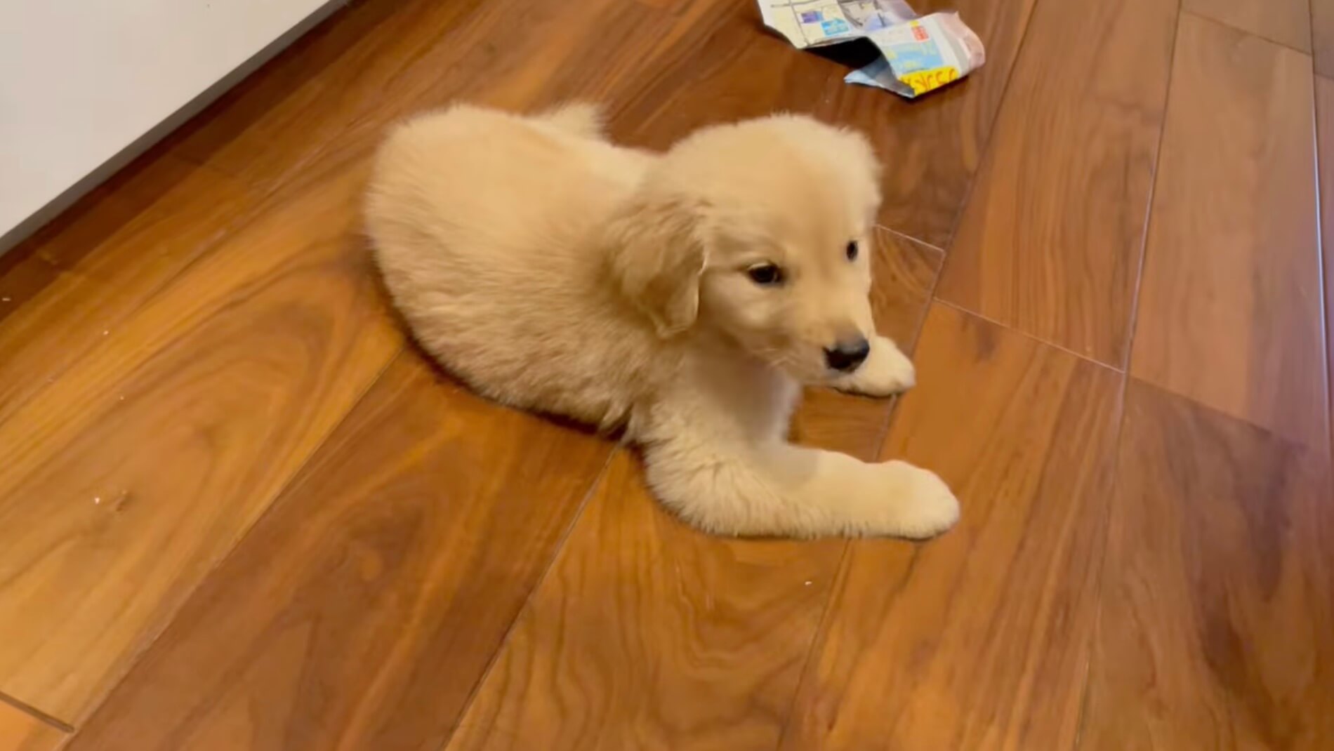 ゴールデンレトリーバー,動画