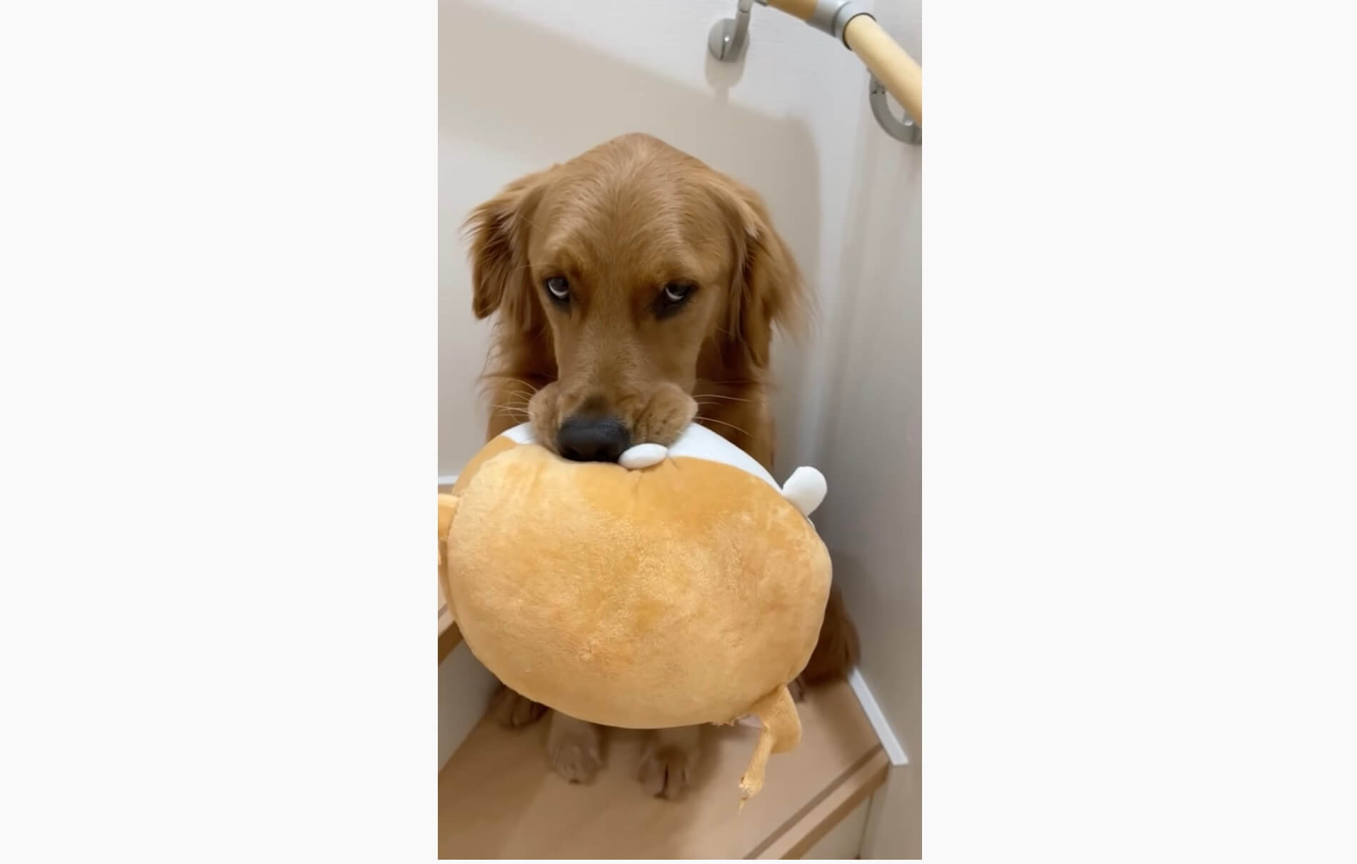 ゴールデンレトリーバー,動画