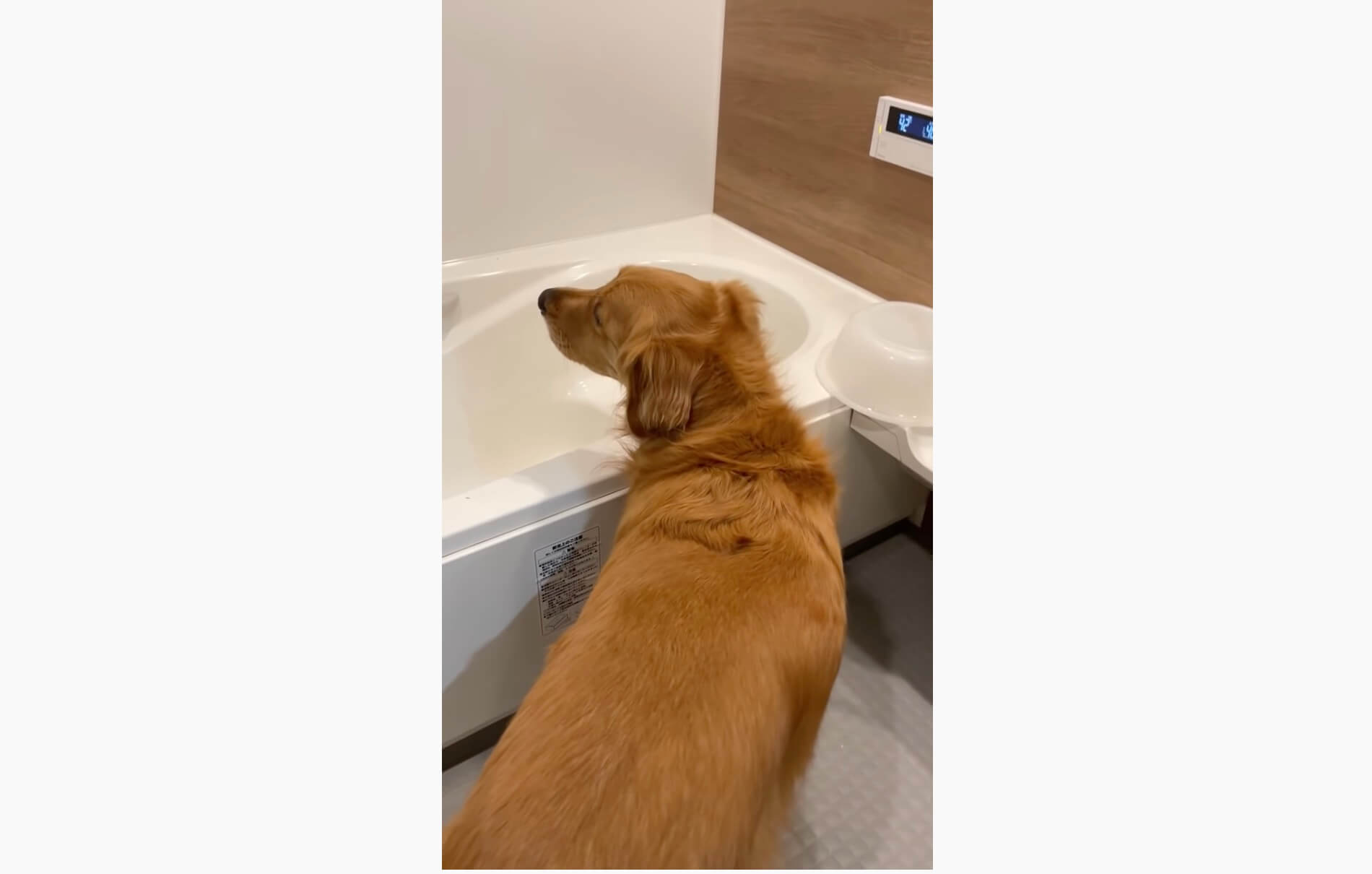 ゴールデンレトリーバー,動画