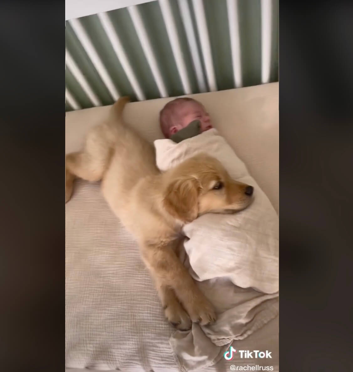 ゴールデンレトリーバー,動画