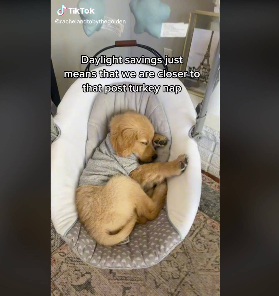 ゴールデンレトリーバー,動画