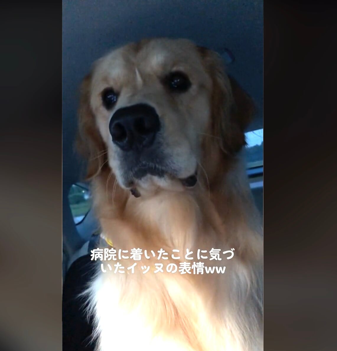 ゴールデンレトリーバー,動画