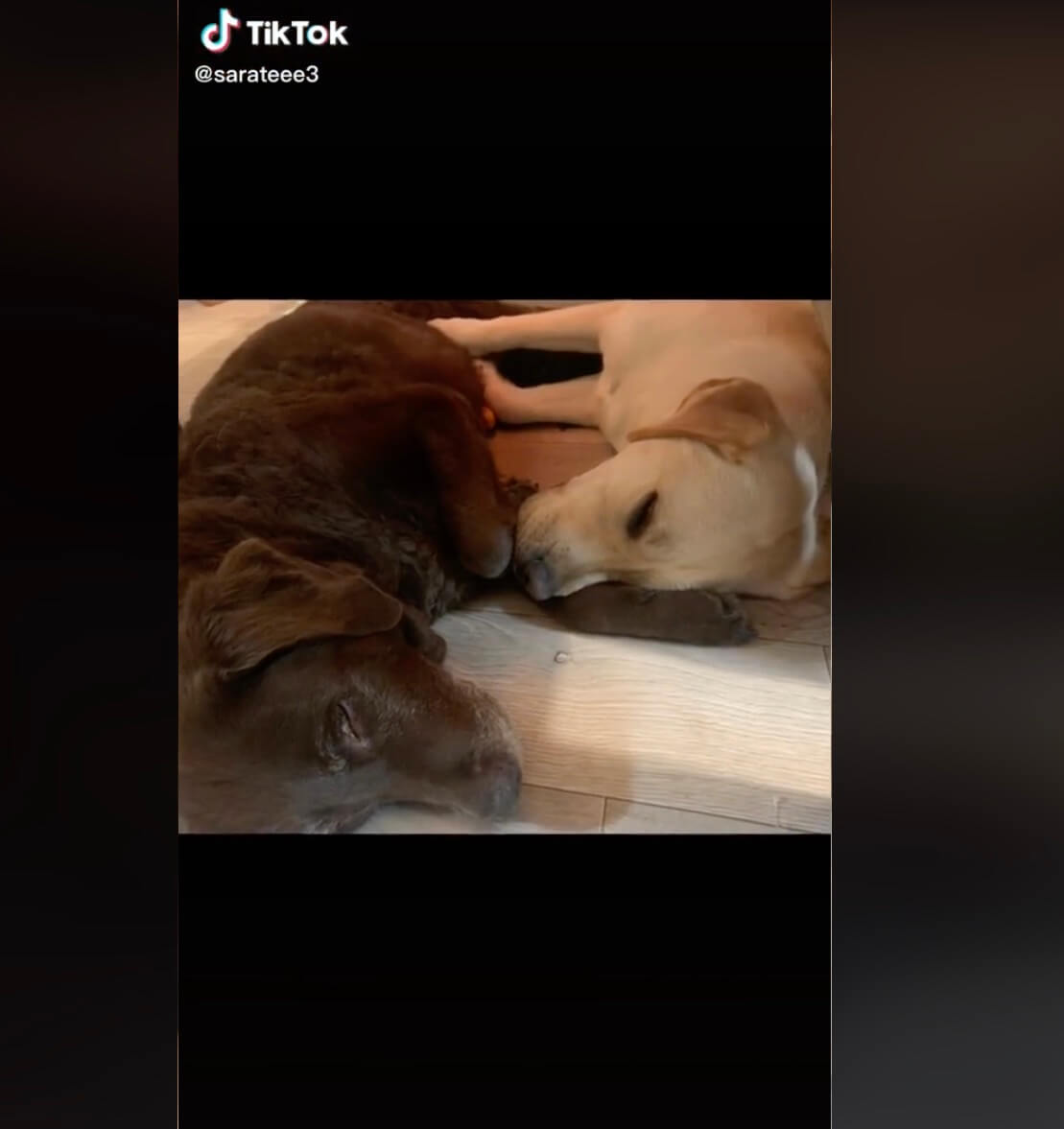 ラブラドールレトリーバー,動画