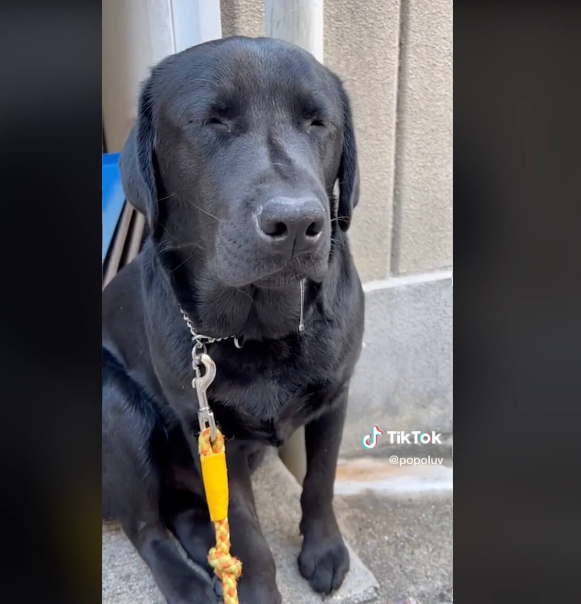 ラブラドールレトリーバー,動画